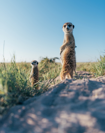 Camp Kalahari Camp Kalahari: Begegnung mit Erdmännchen