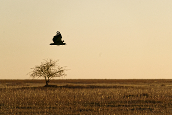 Camp Kalahari Camp Kalahari: Geier