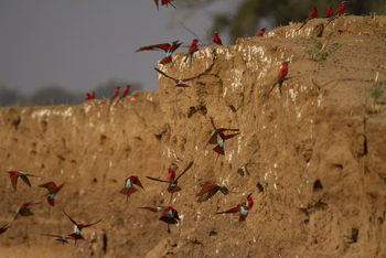 Nyamatusi Camp Nyamatusi Camp: Karminspintkolonie