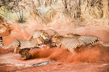 Okutala Lodge: Gepardenfütterung