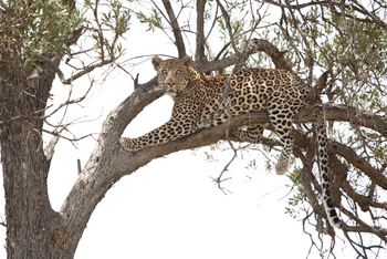 Sala's Camp: Leopard im Baum