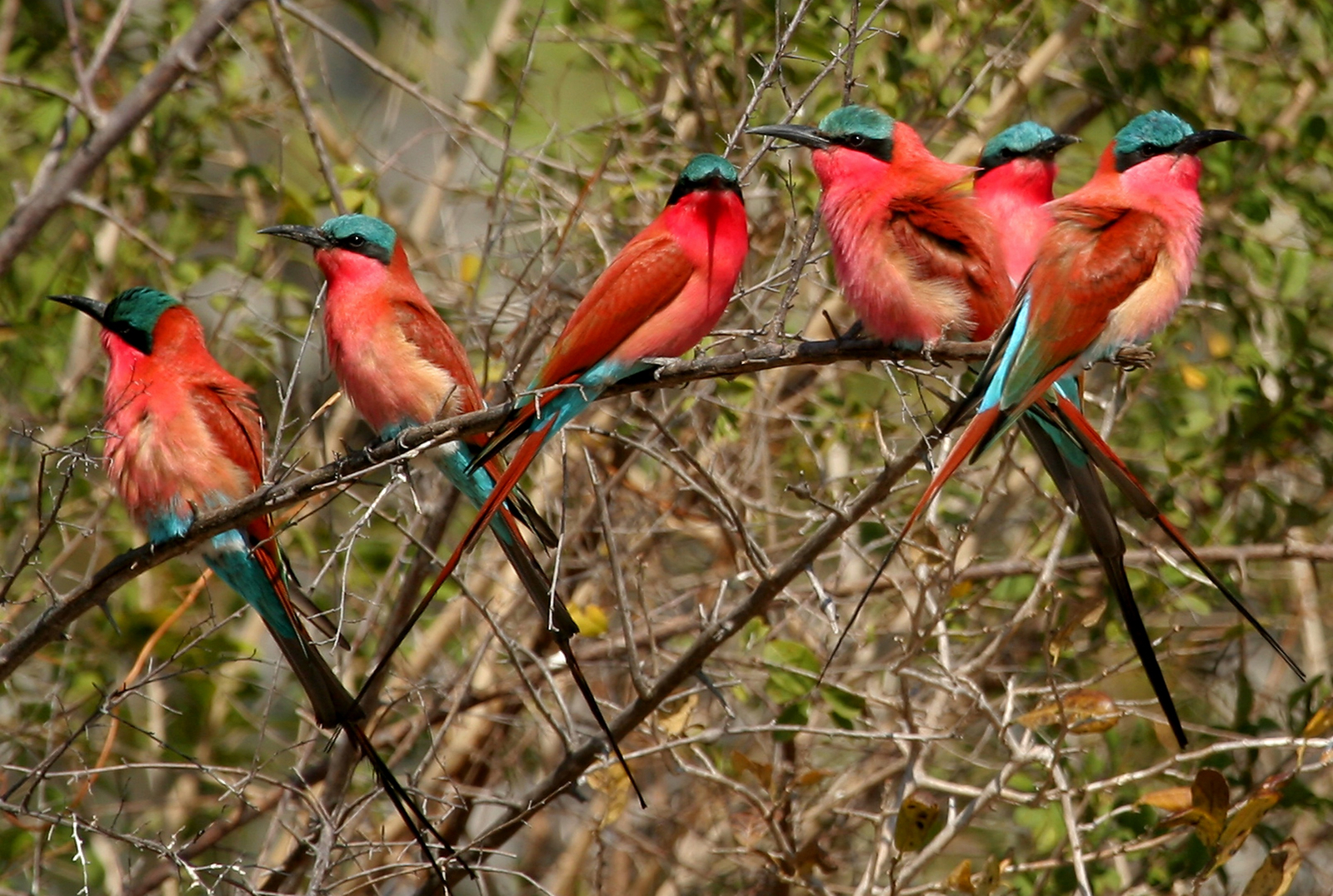 Shenton Safaris Shenton Safaris: Carmine Bee-Eater Hide