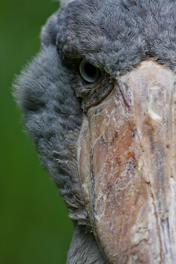 Shoebill Island Camp Shoebill Island Camp: Rechter Schuhschnabel