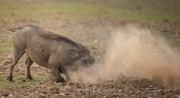 Sungani Lodge: Warzenschwein