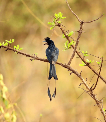 Svasara Jungle Lodge: Greater Racket-Tailed Drongo