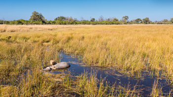 The Dhow Suite at Zarafa: Löwe mit Elefantenbeute im Sumpf