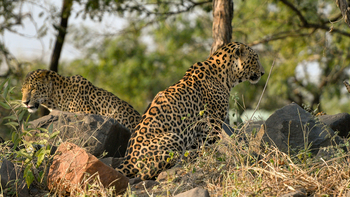 The Postcard Gir Wildlife Sanctuary: Zwei Leoparden