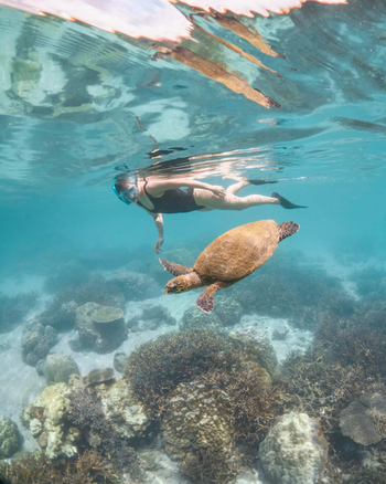 Time + Tide Tsara Komba: Grüne Meeresschildkröte