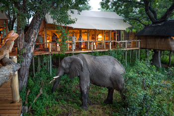 Tubu Tree Camp: Elefant vor dem Camp