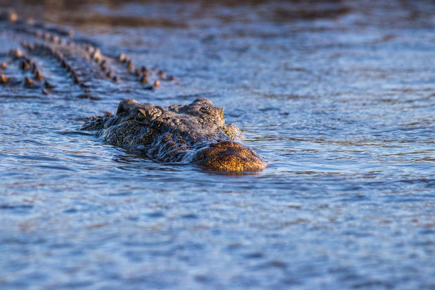 UOBS Chobe National Park