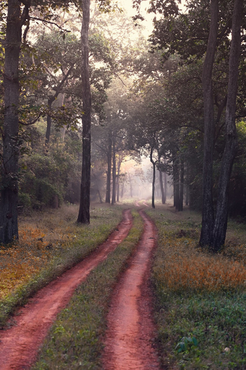 Waghoba Eco Lodge: Piste durch das Zwielicht im Wald