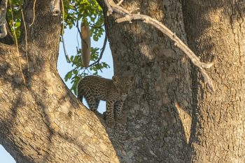 Xigera Safari Lodge Xigera Safari Lodge: Leopardenbaby