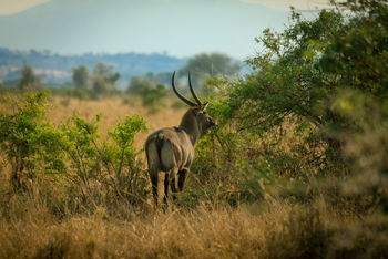 Adere Safari Lodge: Wasserbock