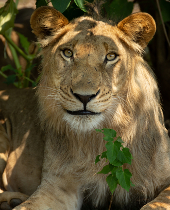 Amanzi Camp: Männlicher Löwe