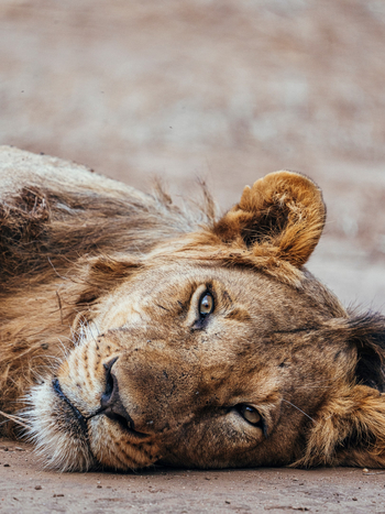 Anabezi Luxury Tented Camp: Löwe