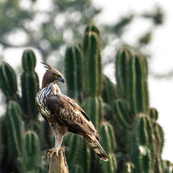 Bagh Villas: Crested Hawk Eagle