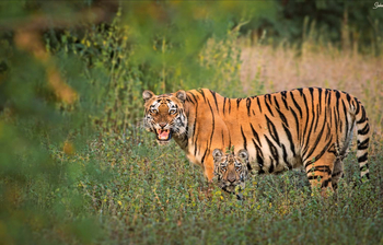 Bamboo Forest Safari Lodge: Tigerpaar