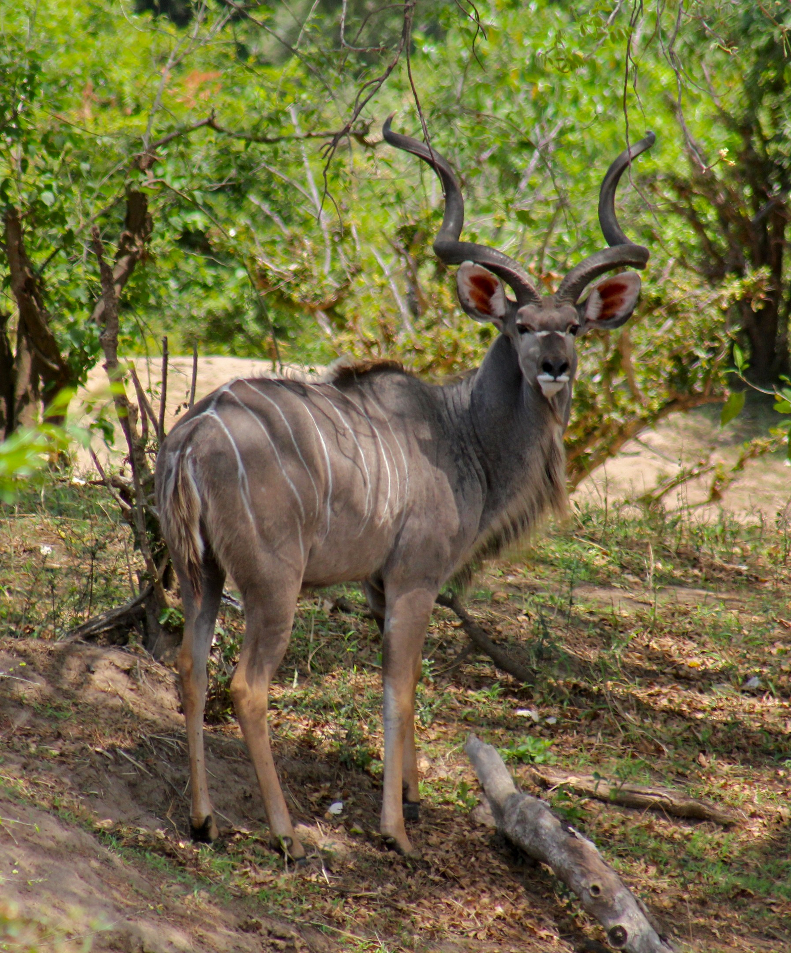 Chilo Gorge Safari Lodge Chilo Gorge Safari Lodge: Großer Kudu - Tragelaphus strepsiceros