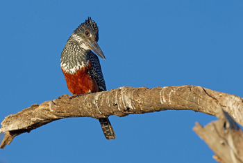 Chobe Savanna Lodge: Giant Kingfisher