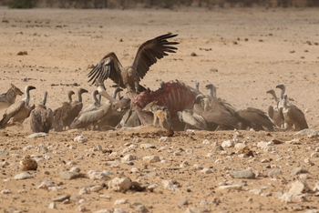 Dolomite Camp: Geier und Schakale über einem toten Eland