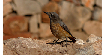 Epacha Game Lodge: Scaly-breasted Bird
