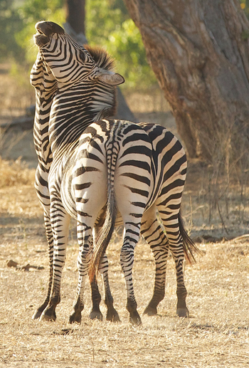 Ingwe Pan Camp: Zebras