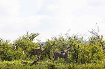 Jamala Madikwe: Kudu grasen im Tageslicht neben Büschen