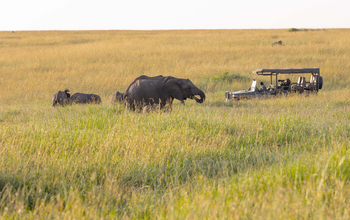 Kaskaz Mara Camp: Game Drive