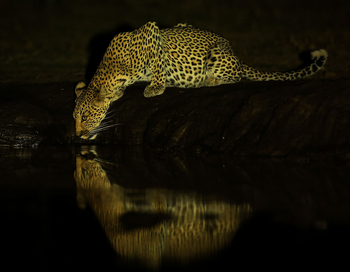 Kavinga Safari Camp: Trinkender Leopard