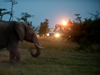 Kicheche Valley Camp Kicheche Valley Camp: Elefant in der Dämmerung