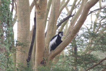 Lake Nakuru Sopa Lodge Lake Nakuru Sopa Lodge: Black and White Colobus Monkey