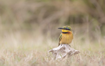 Little Governors' Camp: Bee Eater