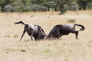 Mahali Mzuri: Kämpfende Gnus