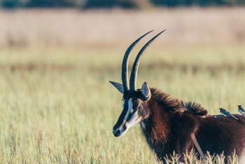 Mapula Lodge: Rappenantilope