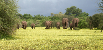 Mashatu Game Reserve: Devil-Thorn-Blüte mit Elefanten