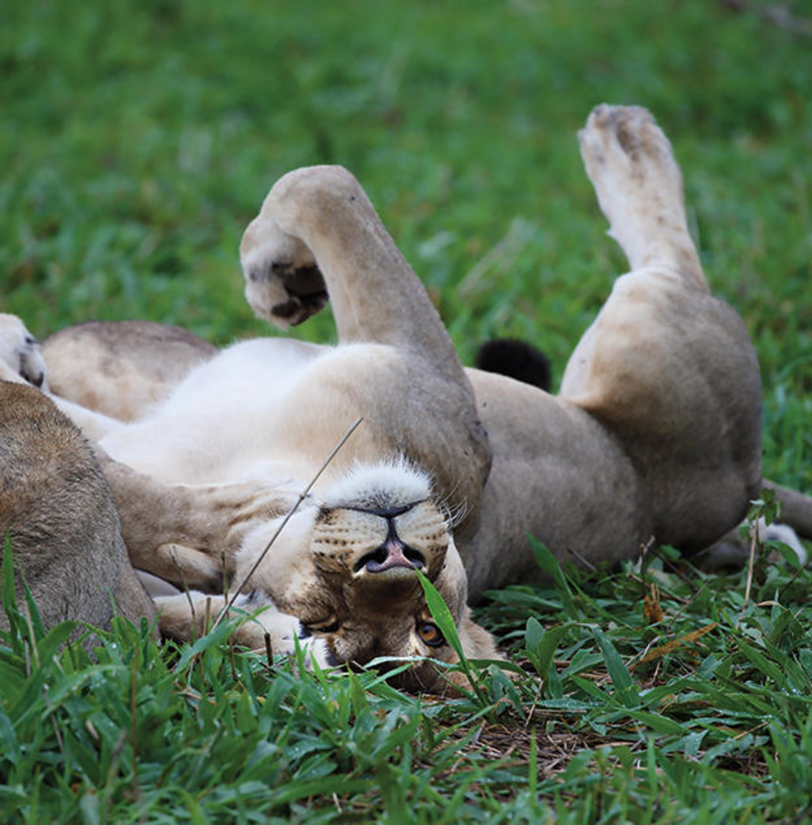Matetsi Victoria Falls Matetsi Victoria Falls: Löwe auf dem Rücken im Gras