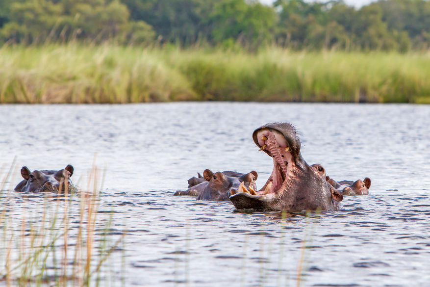 Moremi Game Reserve