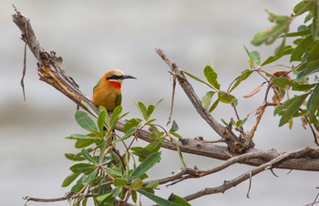 Mpala Jena Camp: White-fronted Bee-Eater