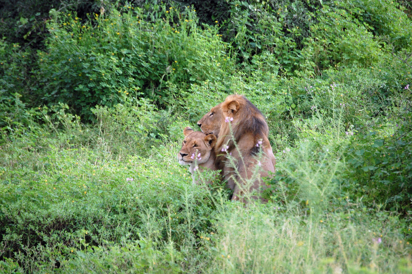 Muchenje Safari Lodge Muchenje Safari Lodge: Löwenpärchen