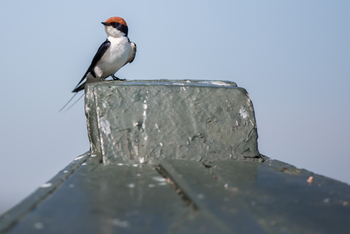 Mvuu Lodge: White-tailed Swallow