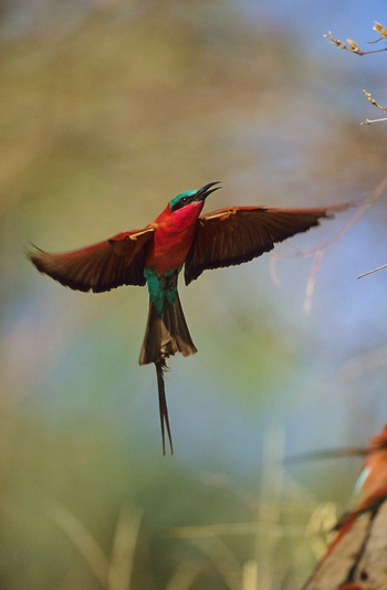 North Island Okavango Camp North Island Okavango Camp: Karminspint