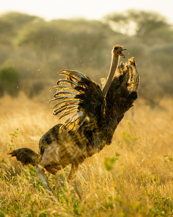 Olkeri Camp: Strauß