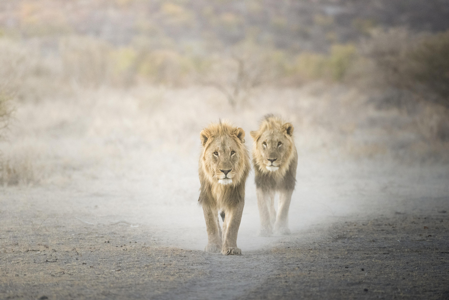 Ongava Reserve