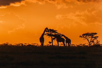 Porini Rhino Camp: Giraffensilhouetten
