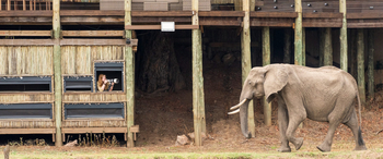 Puku Ridge Camp: Eye-to_Eye Hide