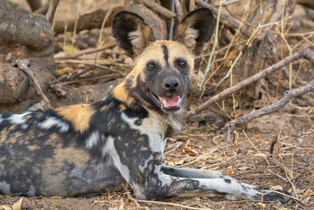 Robin Pope Safaris Robin Pope Safaris: Wildhund