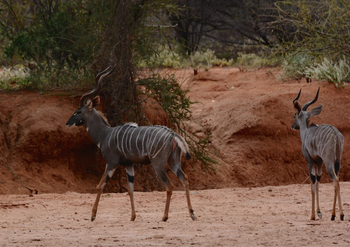 Saruni Samburu: Lesser Kudu