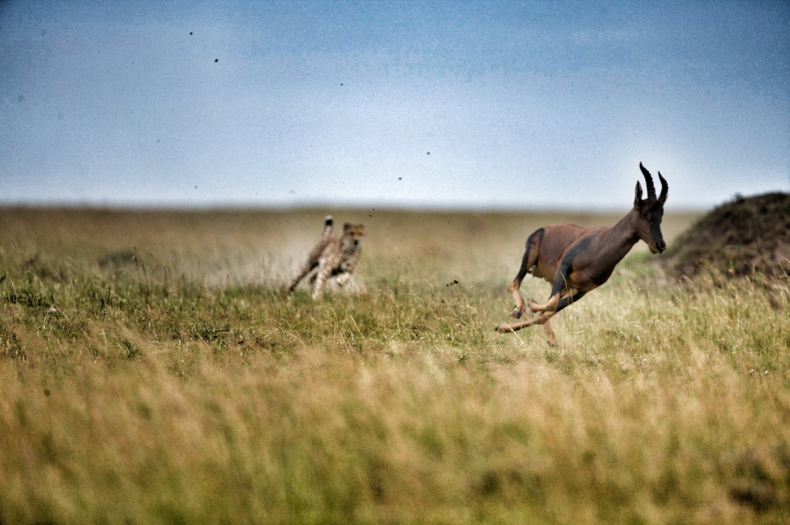 Serian Camps Serian Camps: Jagd auf ein Topi