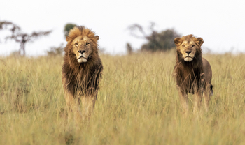 Serian Camps: Löwenbrüder