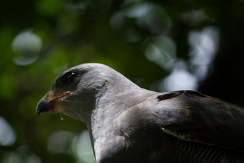 Serian Serengeti Lamai: Dark Chanting Goshawk